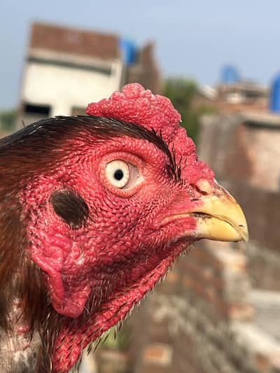 Healthy  Chicken Pair for Sale – Hen Lays Eggs