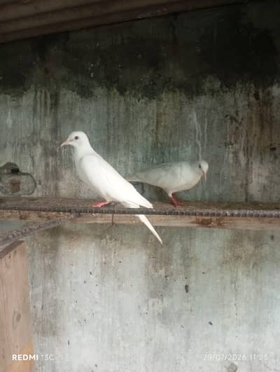 Khumray Red eyes / Doves birds pigeon