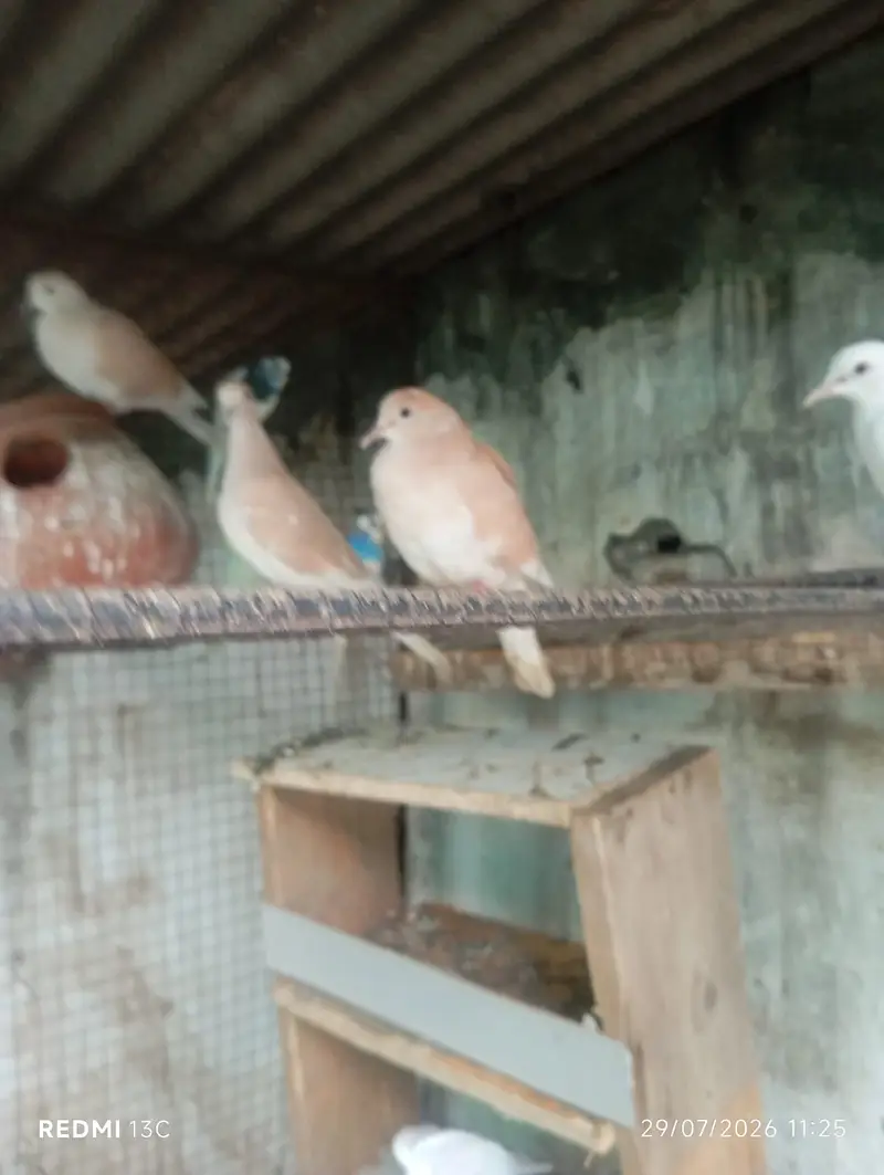 Khumray Red eyes / Doves birds pigeon — photo 2