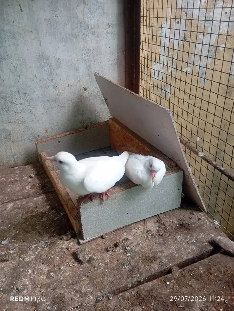 Khumray Red eyes / Doves birds pigeon — photo 3