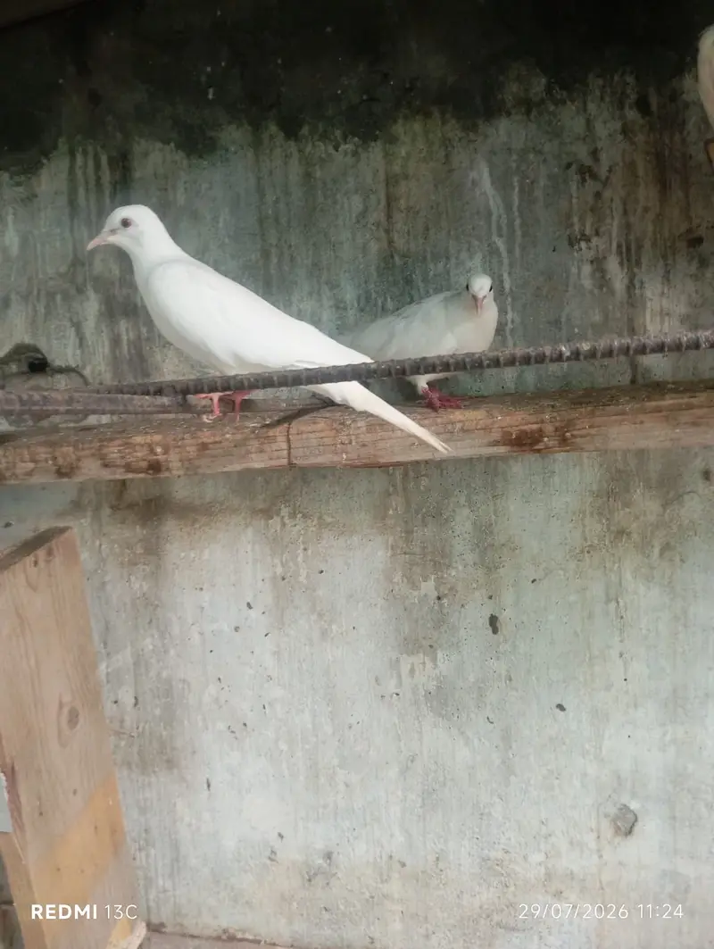 Khumray Red eyes / Doves birds pigeon — photo 4