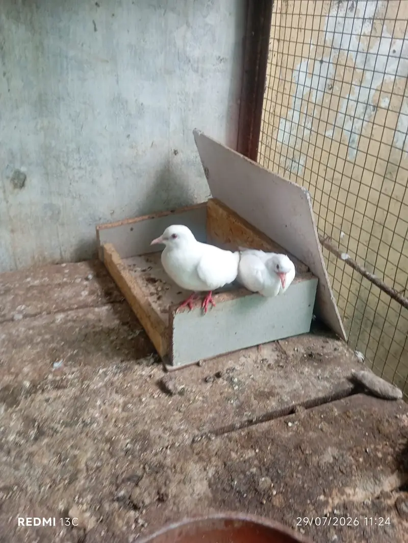 Khumray Red eyes / Doves birds pigeon — photo 5