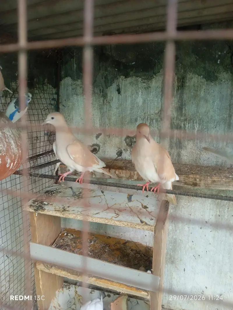 Khumray Red eyes / Doves birds pigeon — photo 6