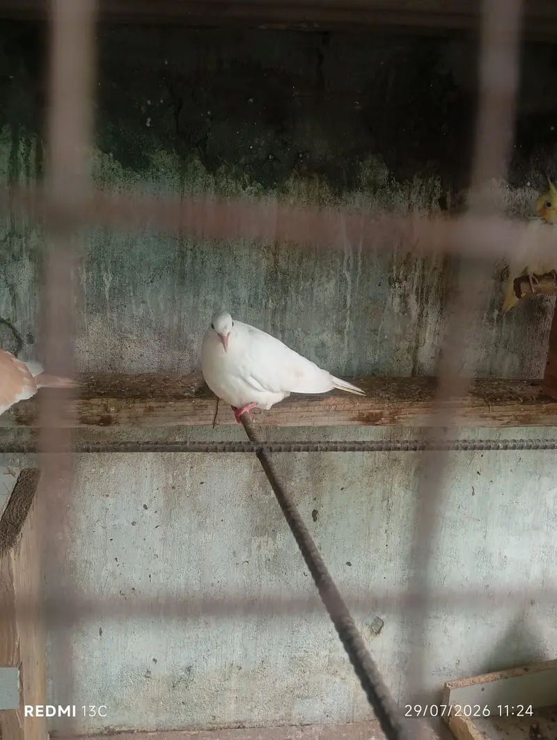 Khumray Red eyes / Doves birds pigeon — photo 7