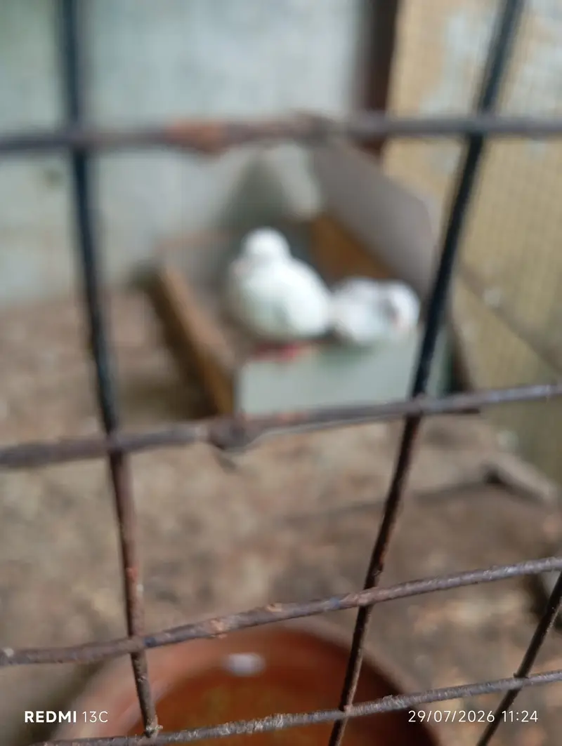 Khumray Red eyes / Doves birds pigeon — photo 8