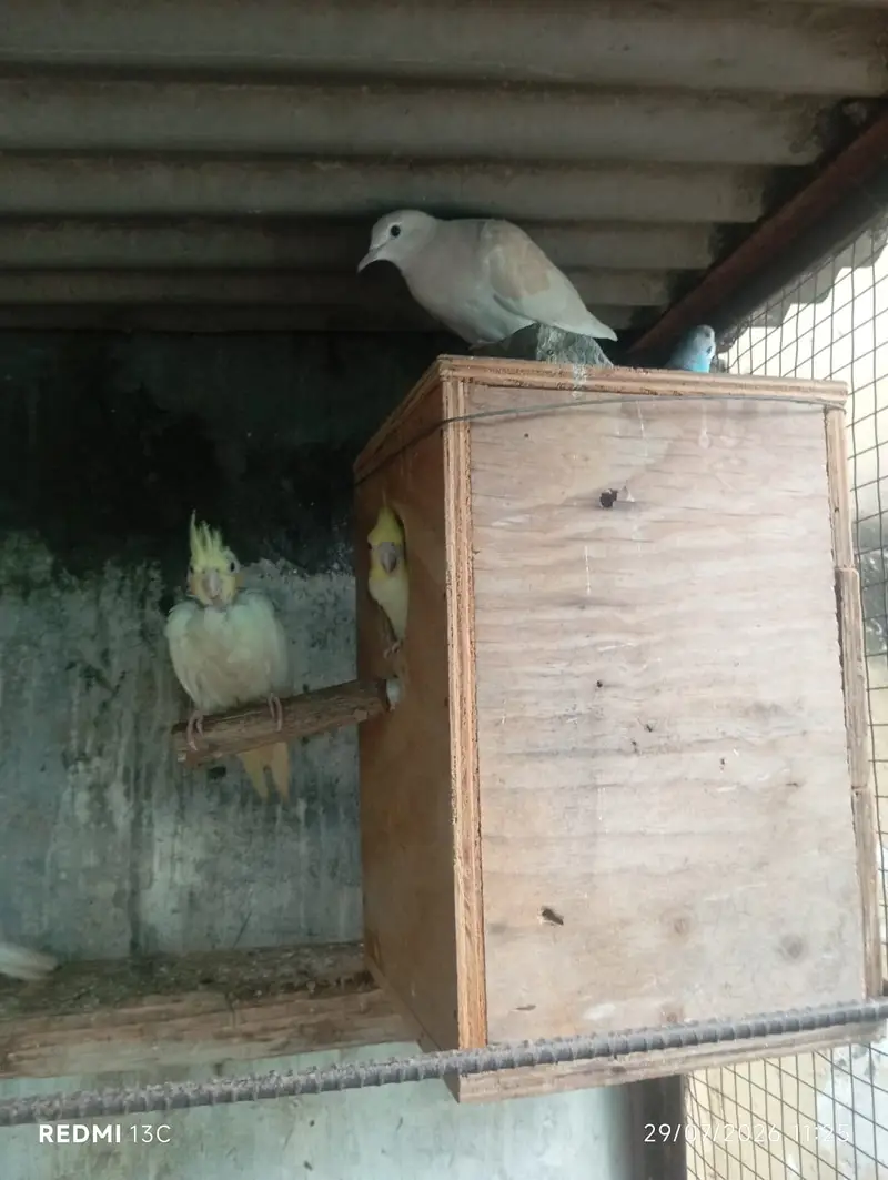 Khumray Red eyes / Doves birds pigeon — photo 9