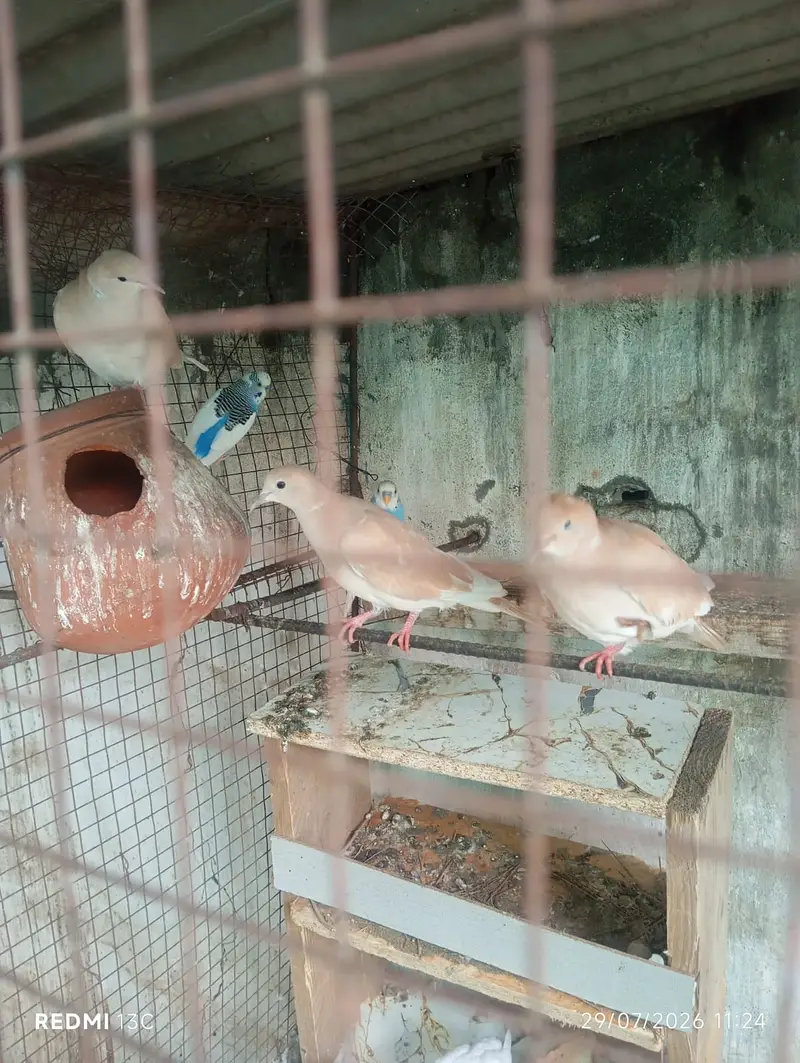 Khumray Red eyes / Doves birds pigeon — photo 10