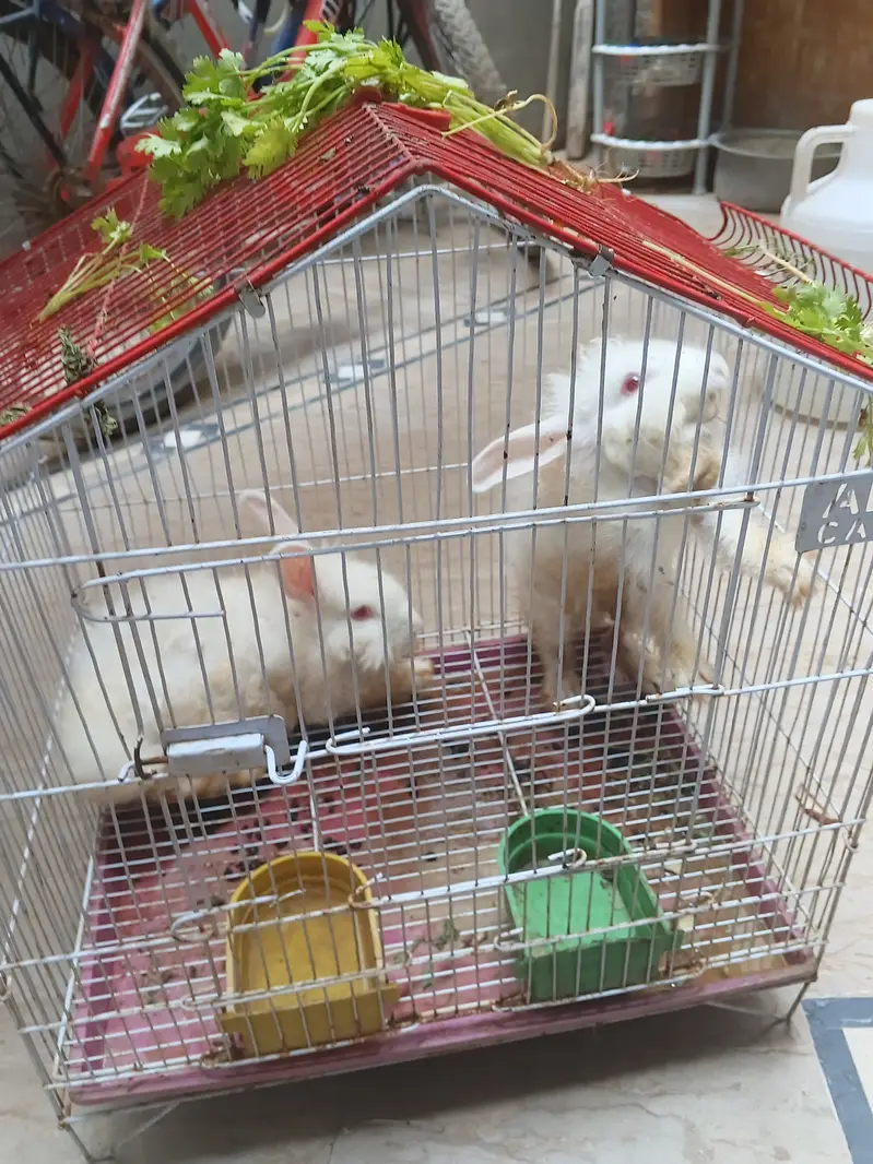 Red eye rabbits (angura rabbit) couple (male female) with cage