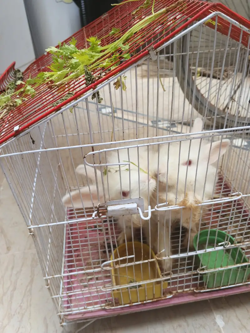 Red eye rabbits (angura rabbit) couple (male female) with cage — photo 2