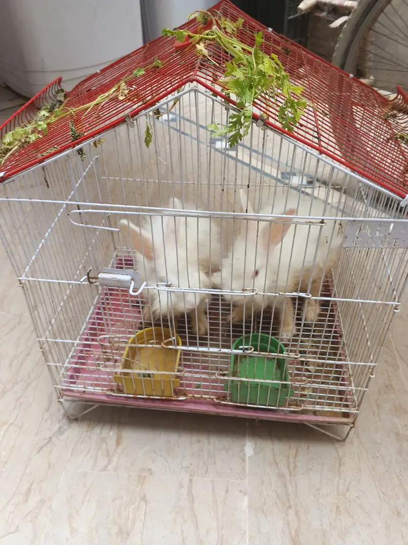 Red eye rabbits (angura rabbit) couple (male female) with cage — photo 3