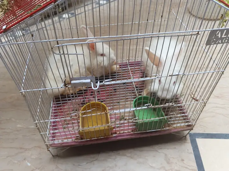 Red eye rabbits (angura rabbit) couple (male female) with cage — photo 5