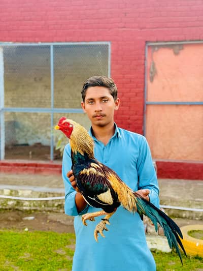 ASEEL