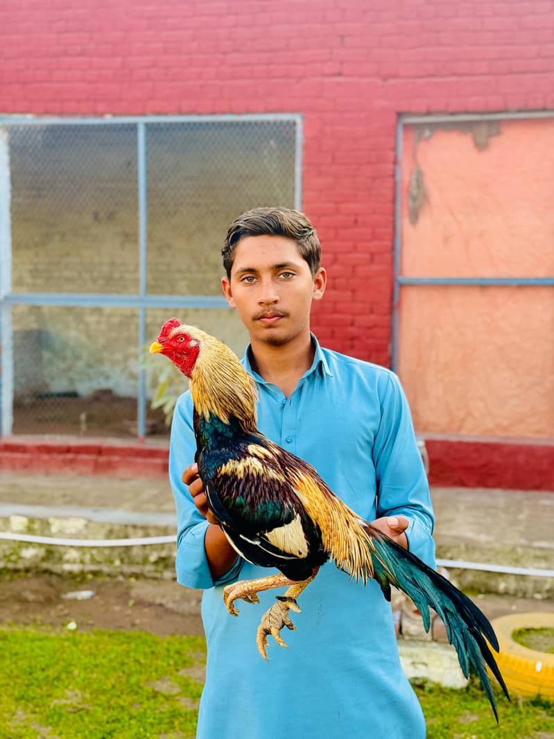 ASEEL 0