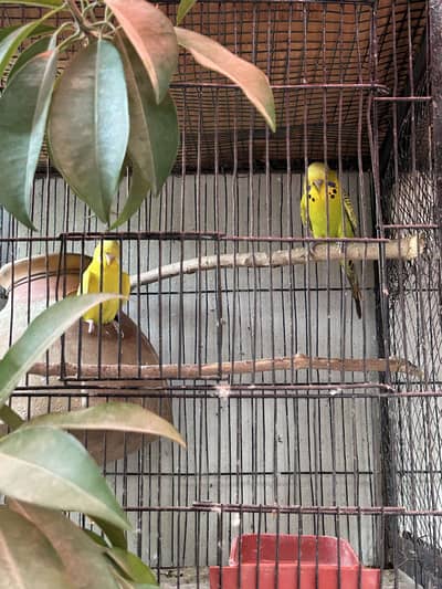 King Size Budgies
