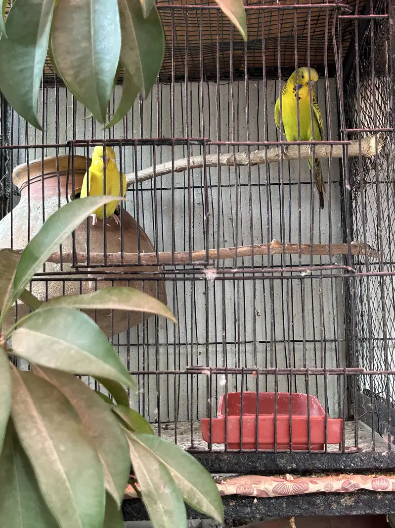 King Size Budgies — photo 2