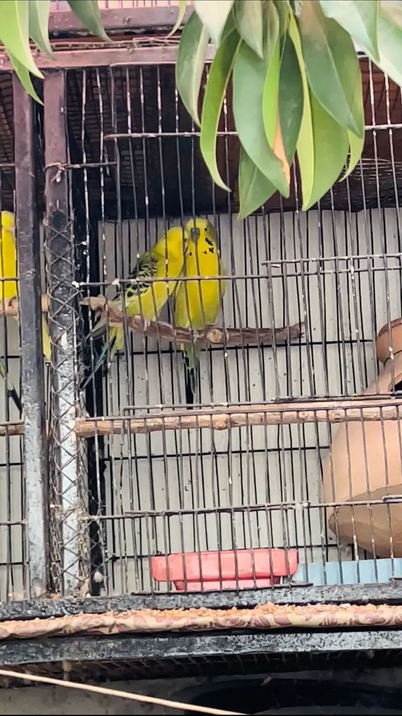 King Size Budgies — photo 3