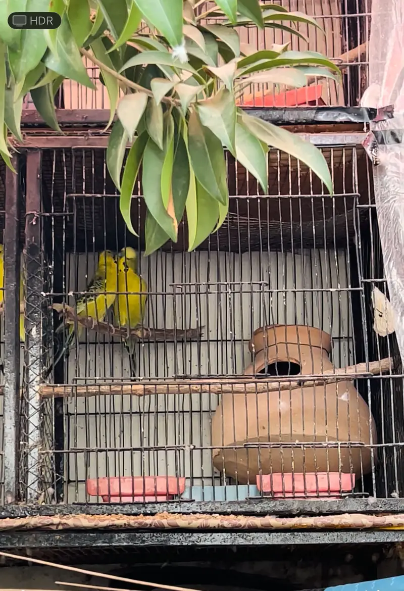 King Size Budgies — photo 4