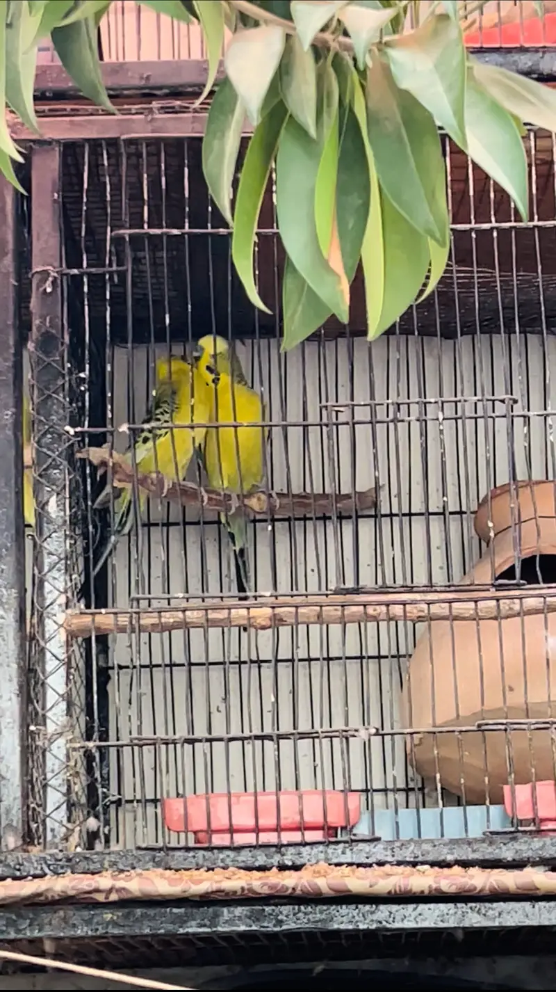 King Size Budgies — photo 5