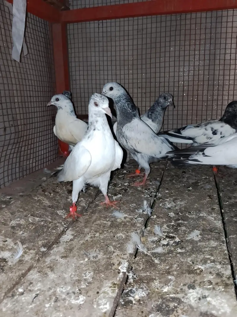 parwazi kabootar — photo 3