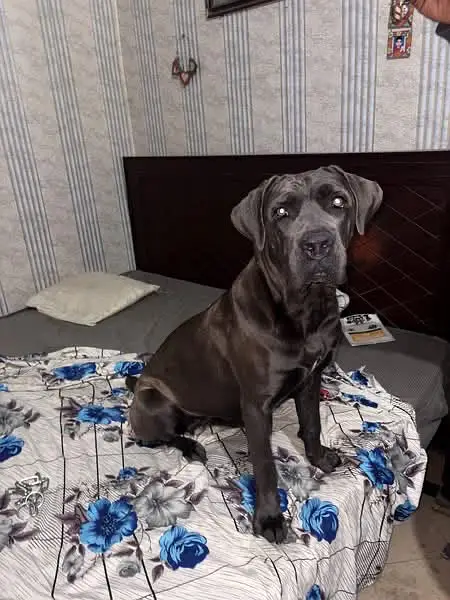 Cane corso female for sale — photo 2