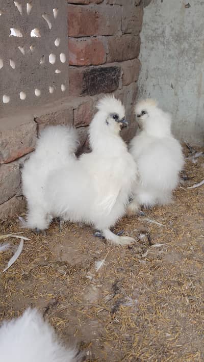 white silkie foa sale 03434372541