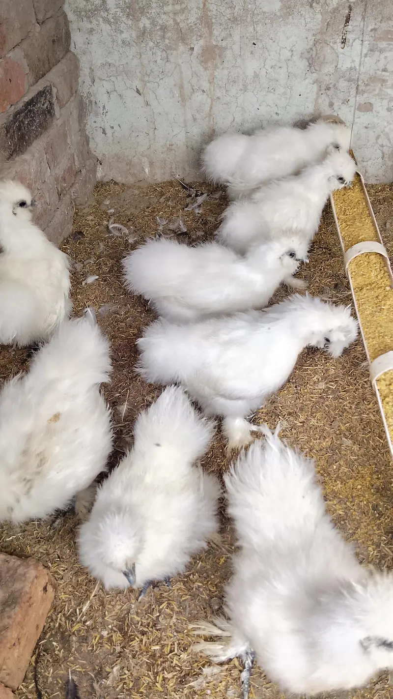 white silkie foa sale 03434372541 — photo 2