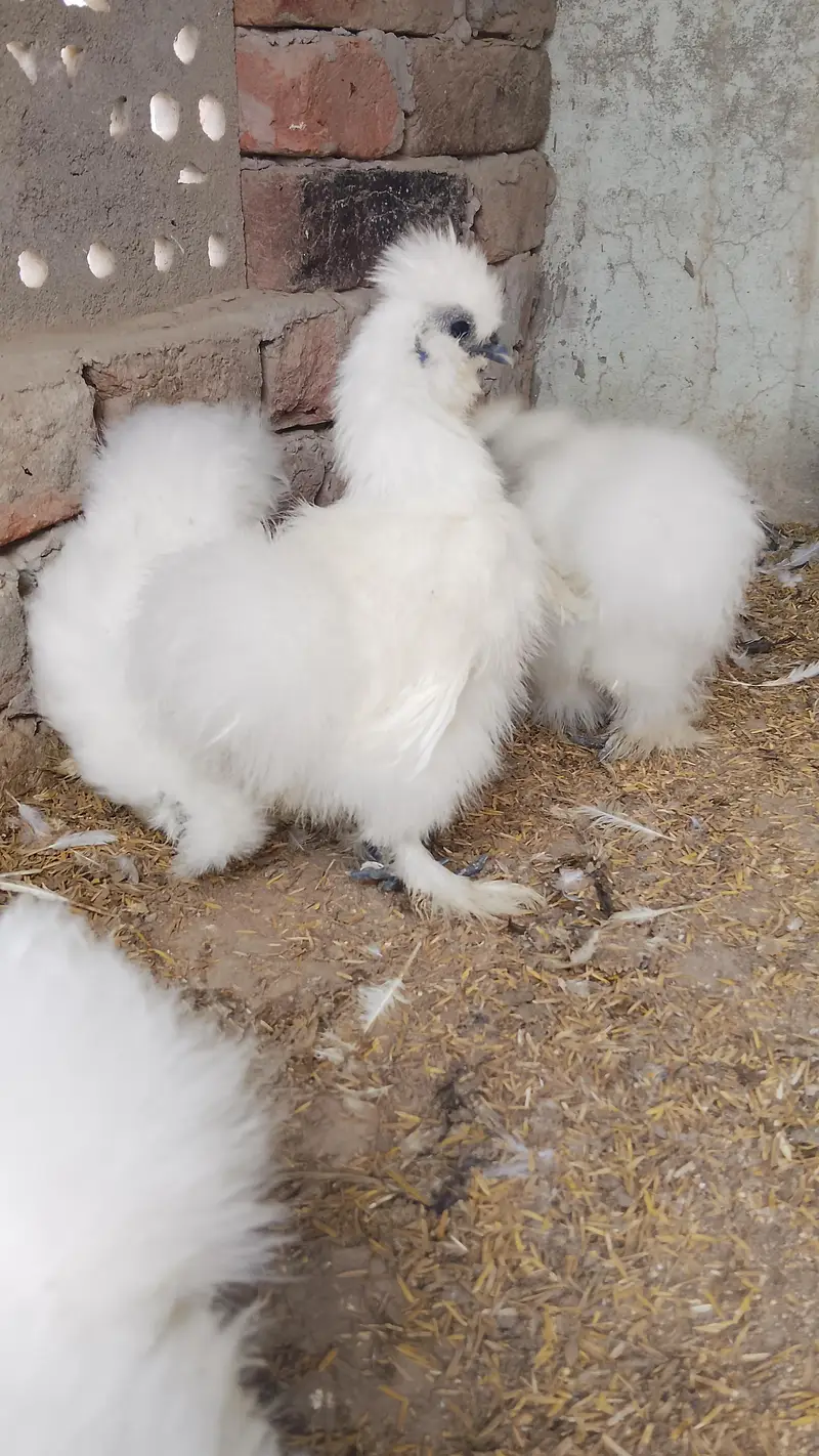 white silkie foa sale 03434372541 — photo 3