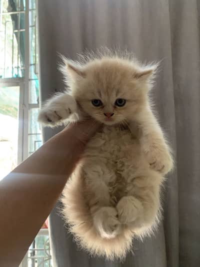 Pure Persian Kittens