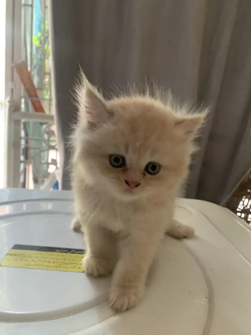 Pure Persian Kittens — photo 2