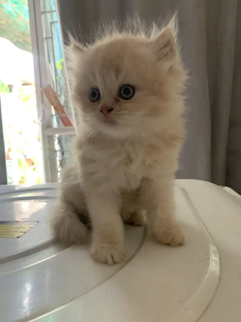Pure Persian Kittens — photo 3