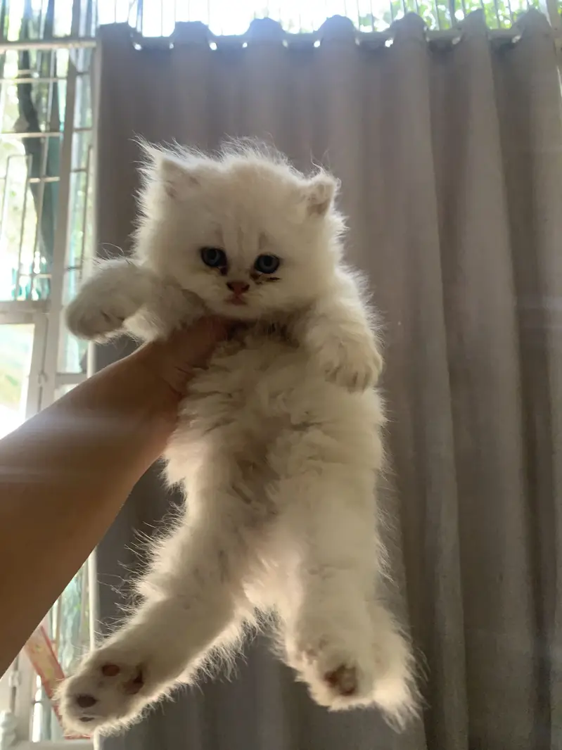 Pure Persian Kittens — photo 4