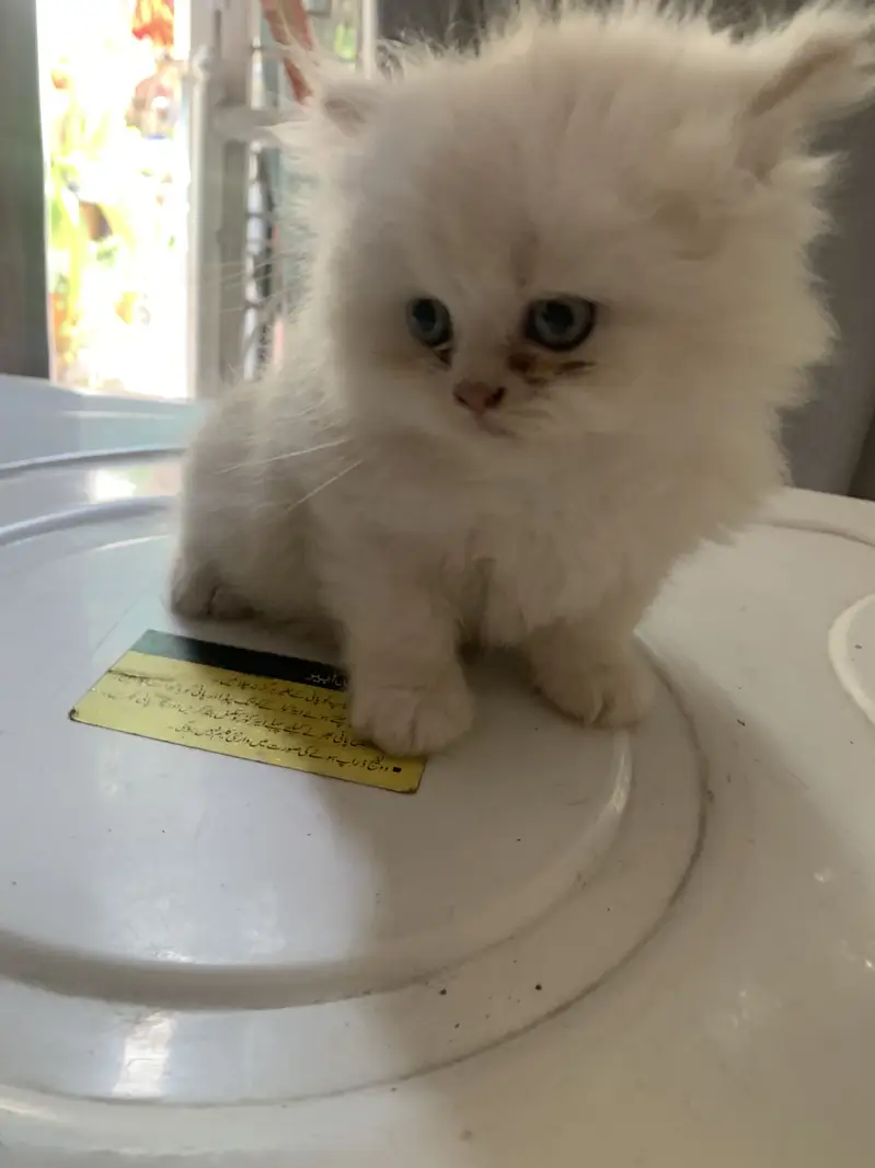 Pure Persian Kittens — photo 5