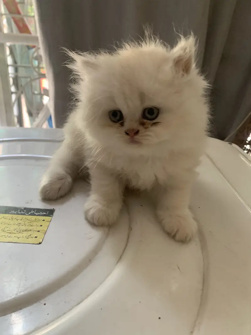 Pure Persian Kittens — photo 6