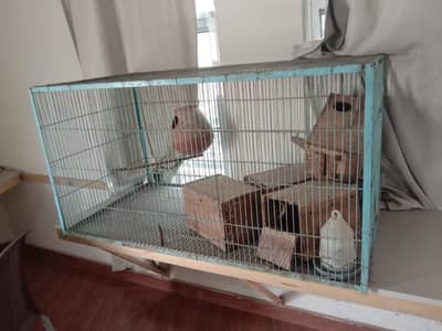 Parrot Birds Cage (Pinjra)