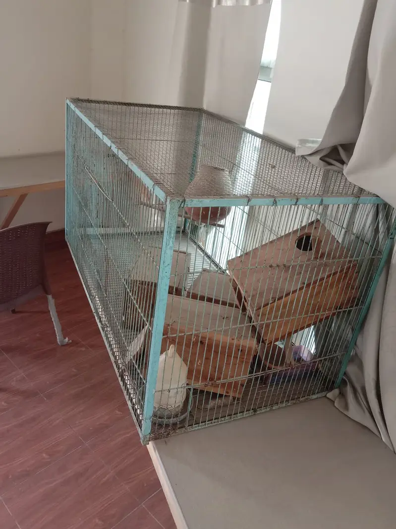 Parrot Birds Cage (Pinjra) — photo 2