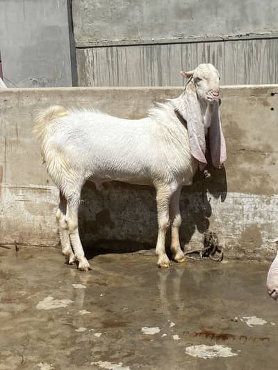 Gulabi bakra for sale 4 daant ando