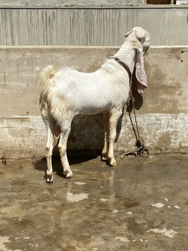 Gulabi bakra for sale 4 daant ando — photo 2