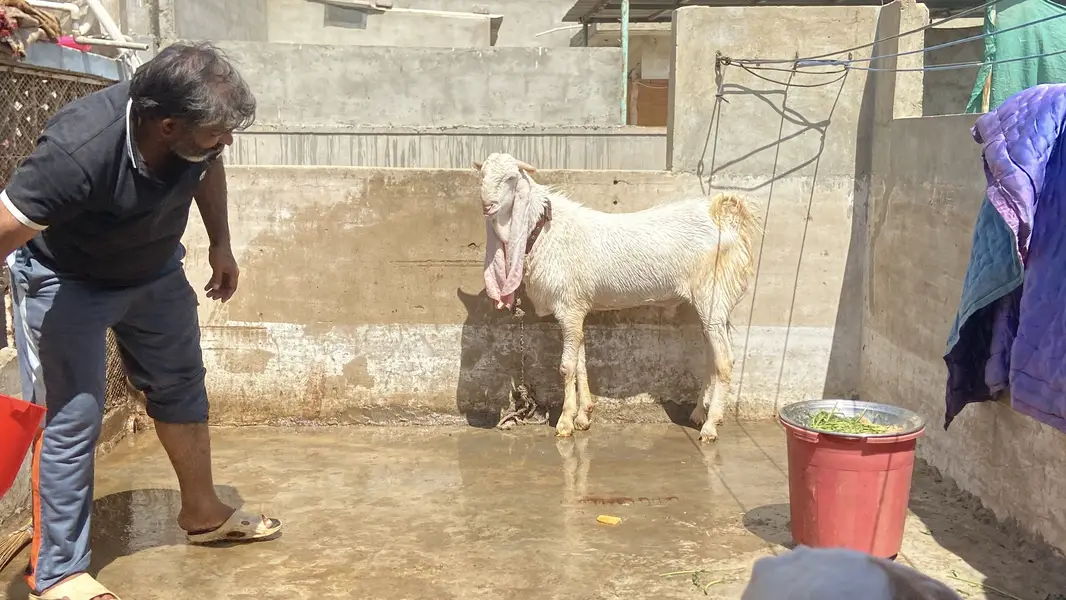 Gulabi bakra for sale 4 daant ando — photo 3