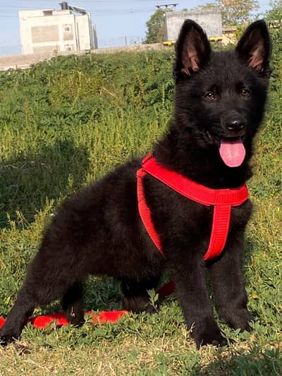 Gsd top notch quality