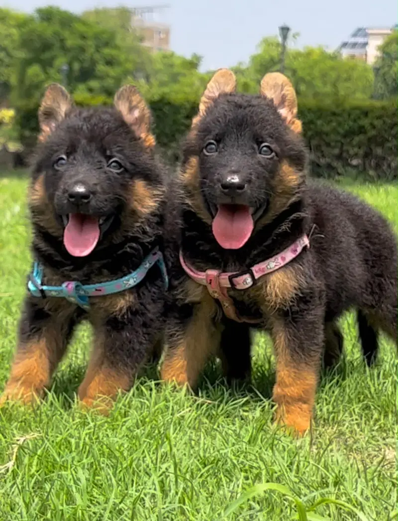 Gsd top notch quality — photo 3