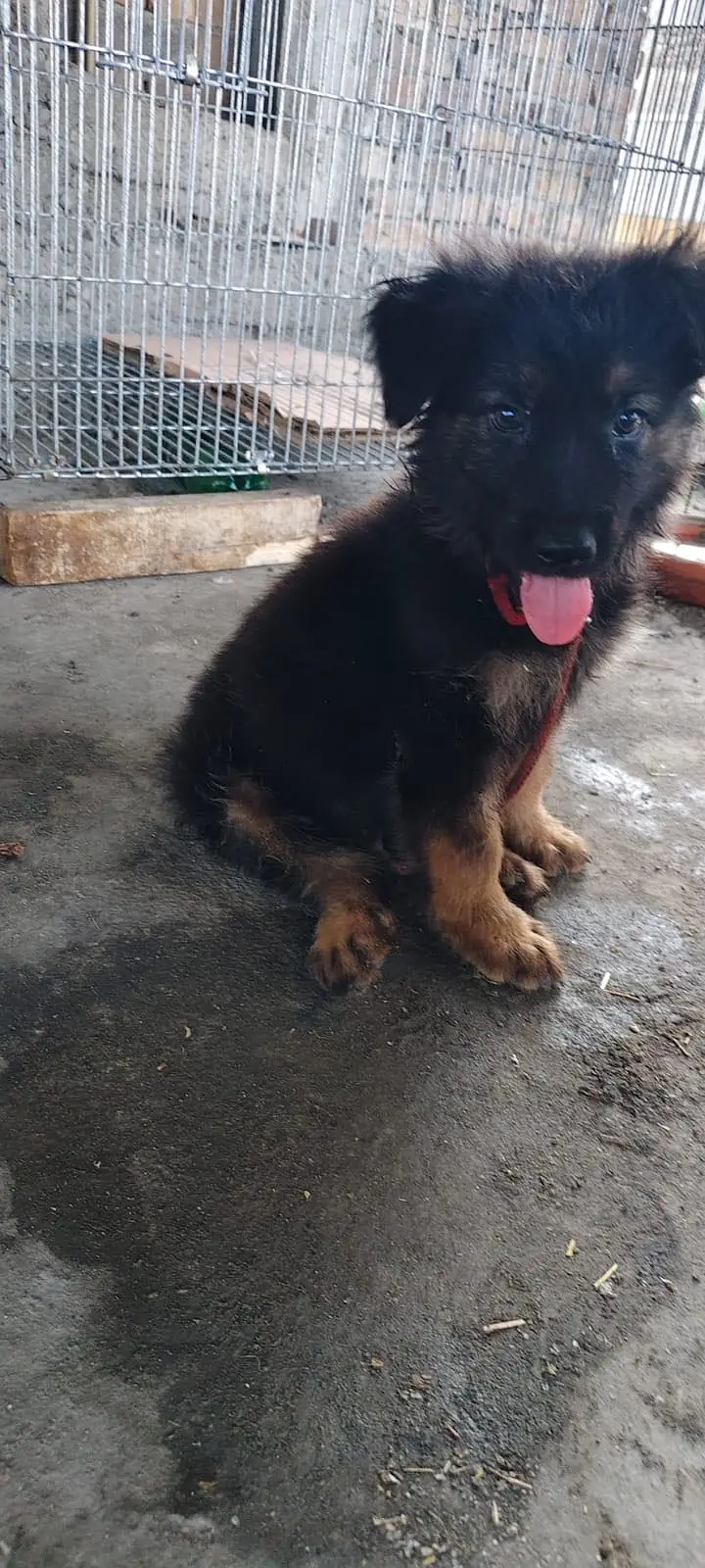 Gsd top notch quality — photo 5