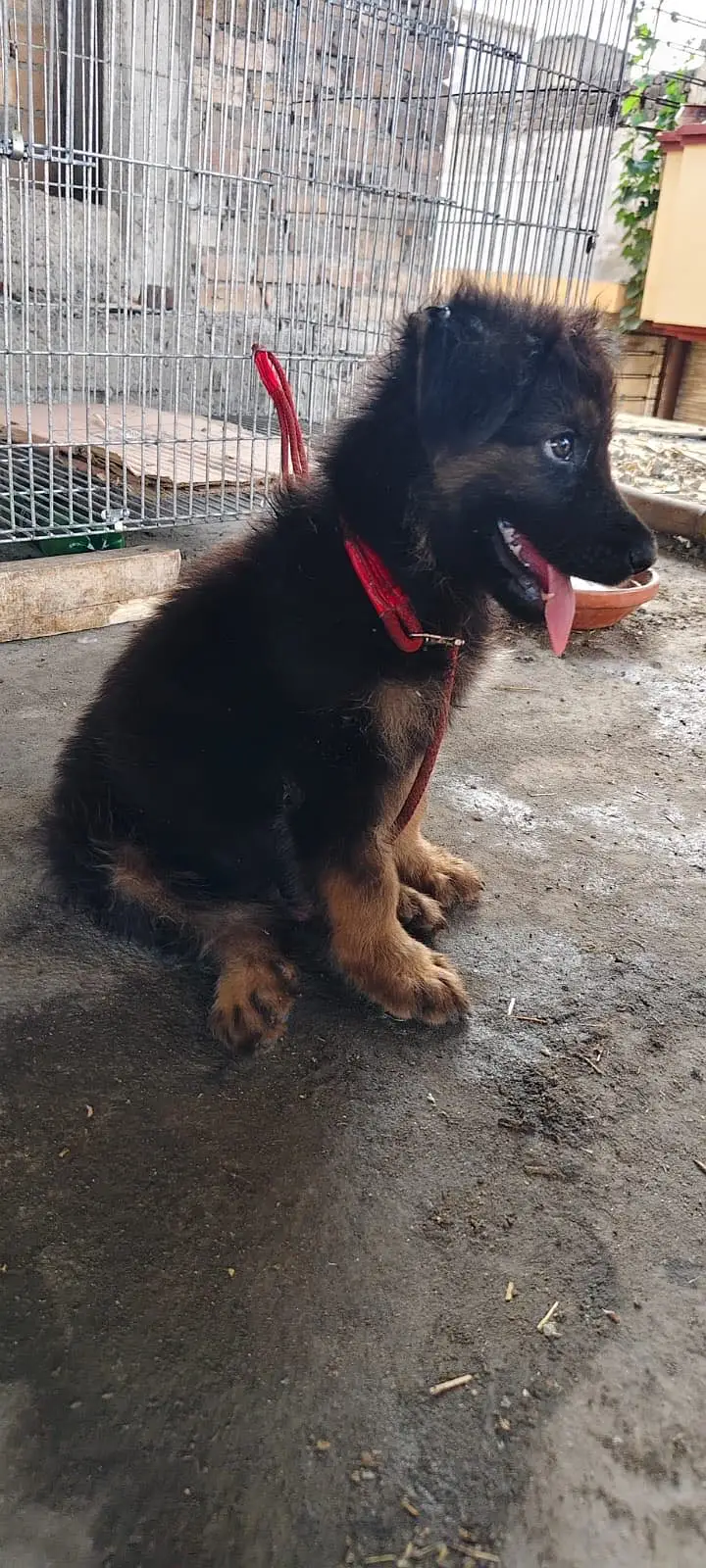 Gsd top notch quality — photo 6