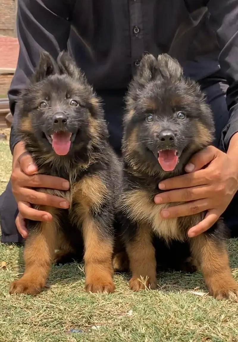 Gsd top notch quality — photo 8