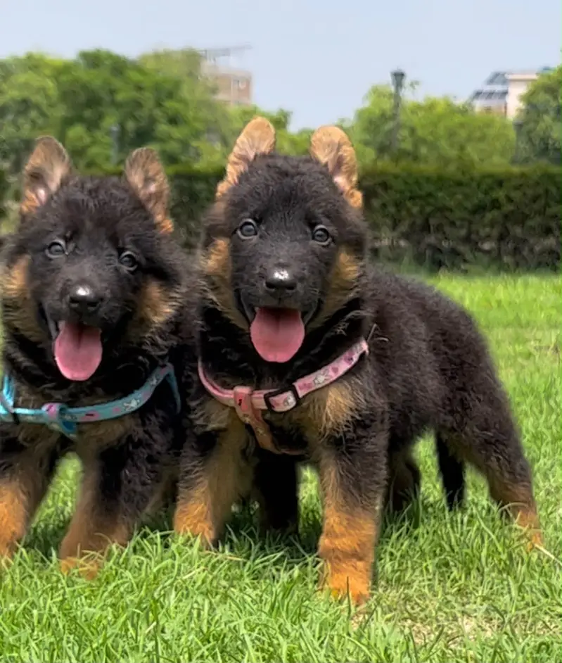 Gsd top notch quality — photo 9