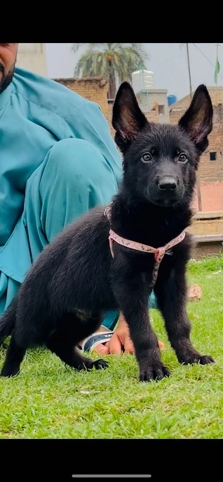 Gsd top notch quality — photo 10