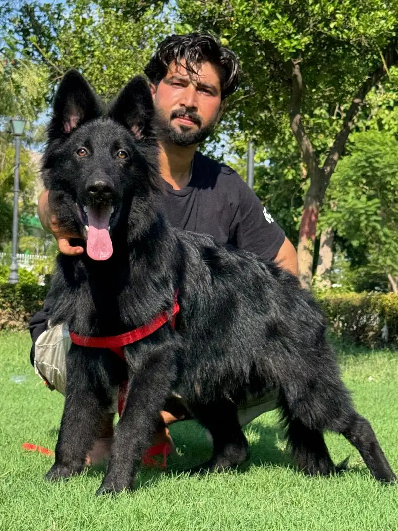 Gsd top notch quality — photo 11