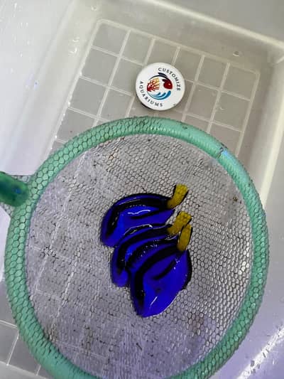 Marine Fishes