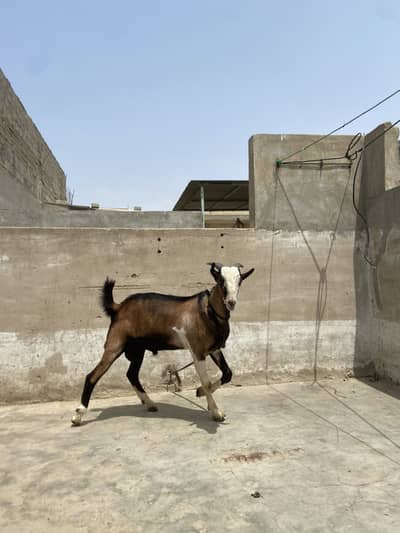 Breeder quality bakra he full pointed tapra