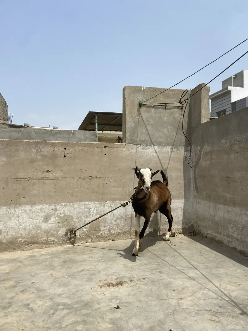 Breeder quality bakra he full pointed tapra — photo 2