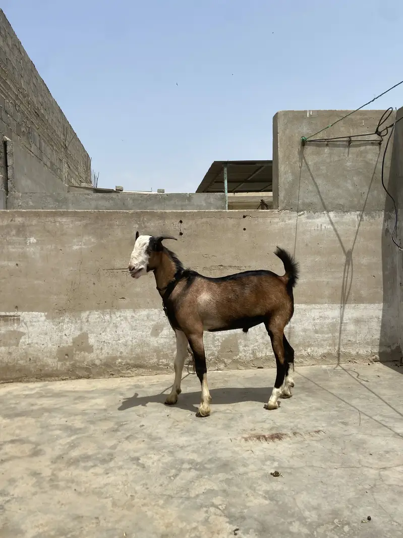 Breeder quality bakra he full pointed tapra — photo 3